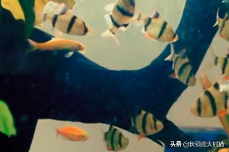 宣传片如何拍摄?